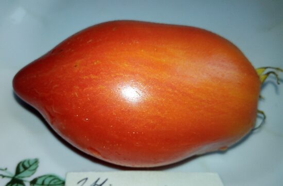 Гном Электроник